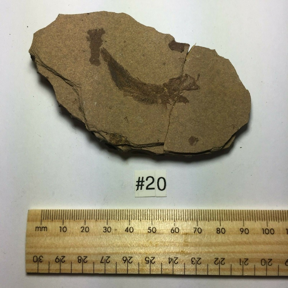 FOSSIL FISH CLUPEA