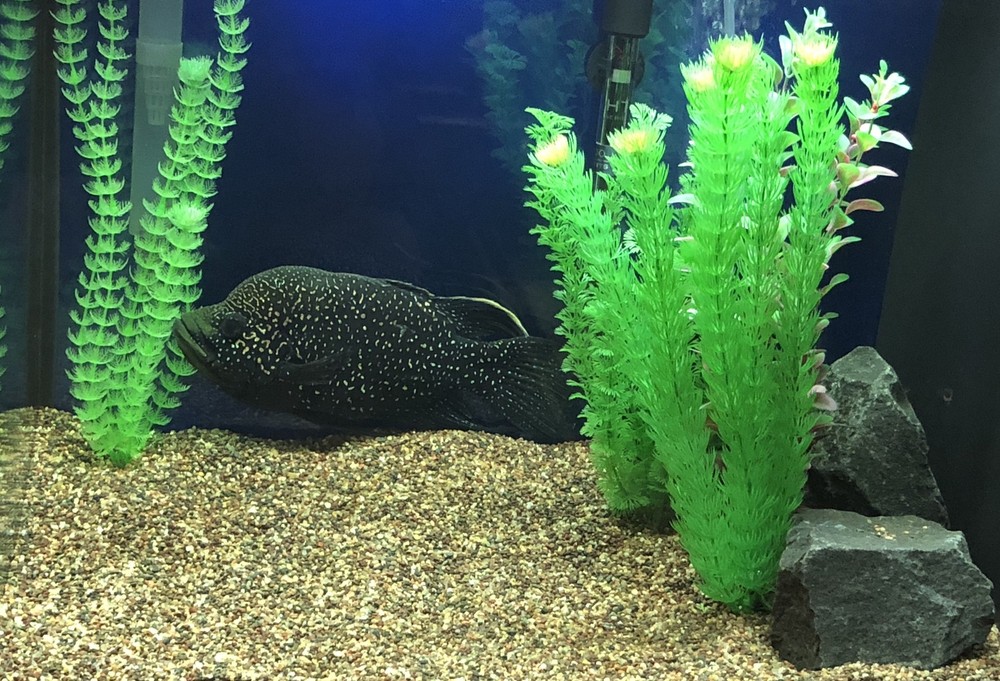 1 Lb Activated Carbon