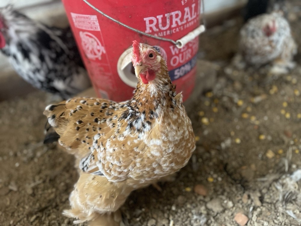 6 Eggs! Calico Cochin Bantam Eggs!