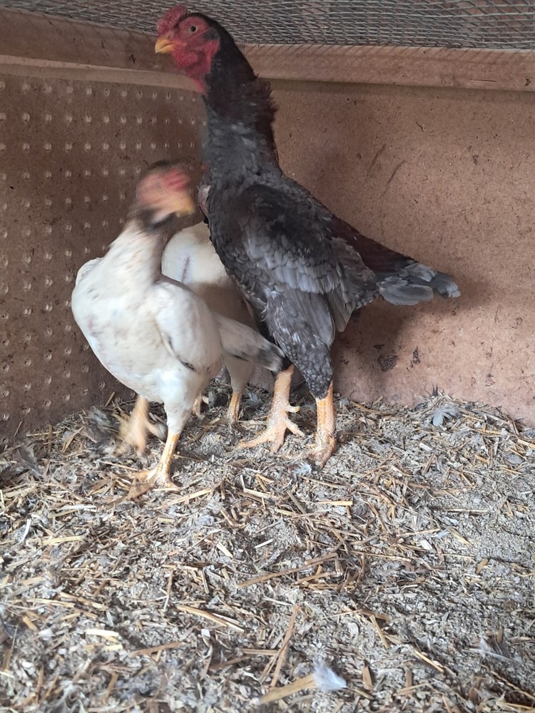 Koshamo hatching eggs 10