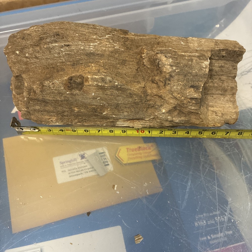 petrified wood rough