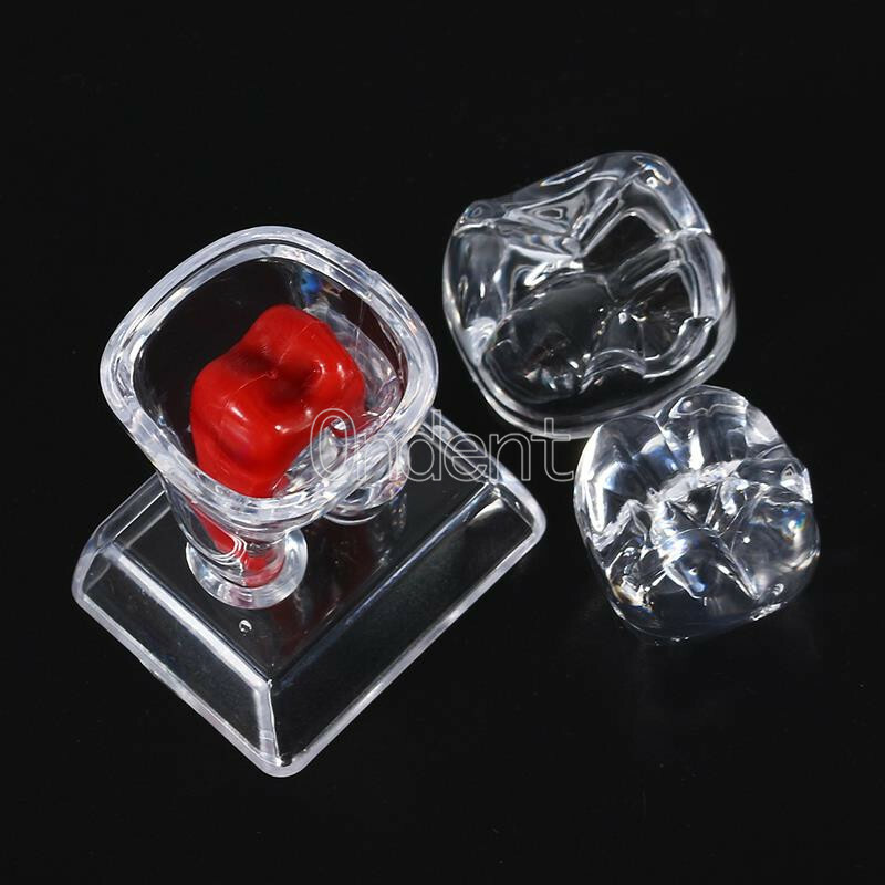 2X Detachable Tooth Model Plastic Teeth Crystal Base Separable Teaching Demo New