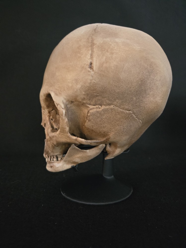 Skull Alien Realistic Full Size