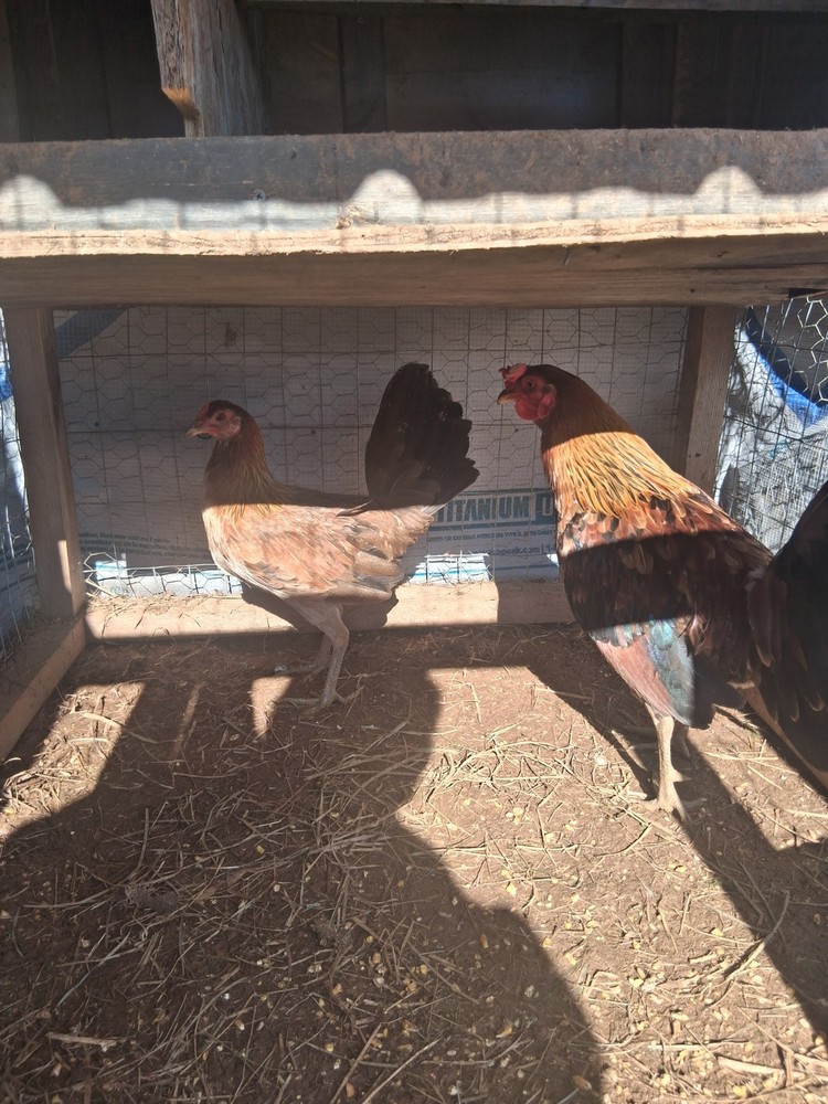6 McLean Henny Pure Hatching Eggs