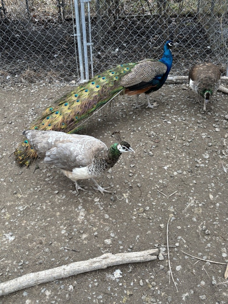 4 Peacock Peafowl Hatching Eggs, PRESALE