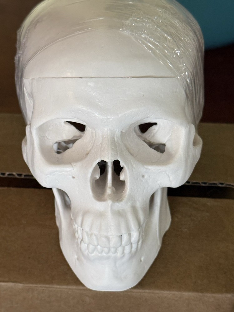 Mini Skull Model Human Medical Anatomical Head Bone Small Size