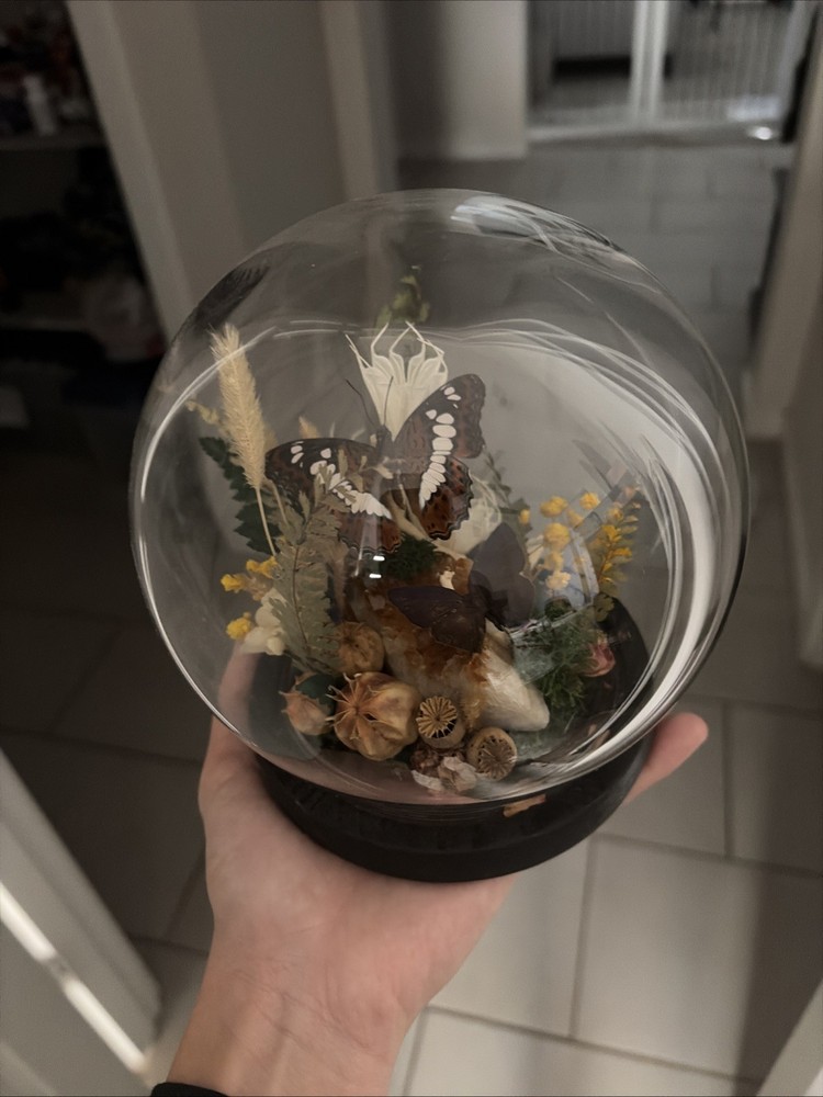 Vintage Collectable Butterfly Display
