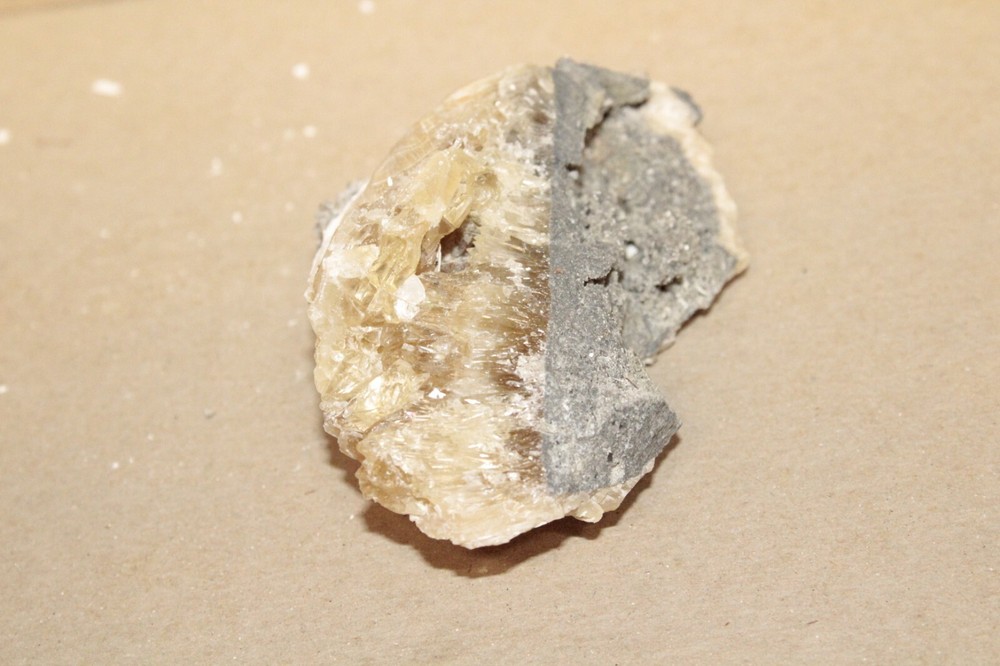 Calcite Fossil Clam Rucks Pit Florida #63