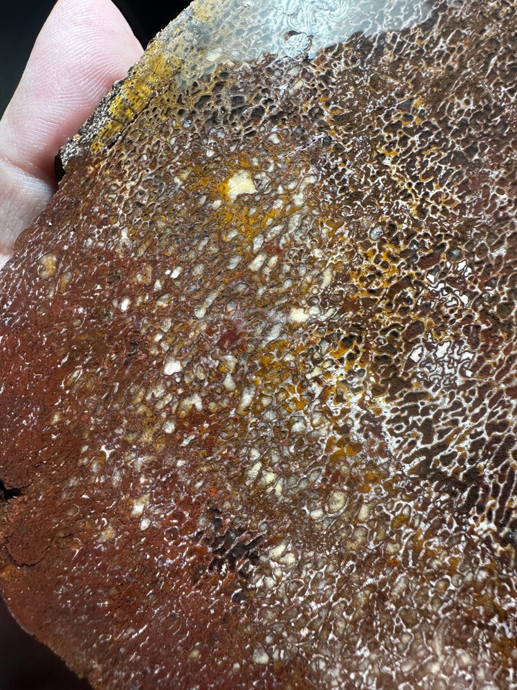 Dinosaur bone rough **hxtled slab.