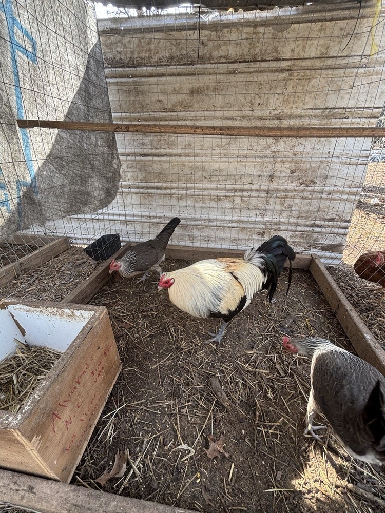 12 clement hatching eggs