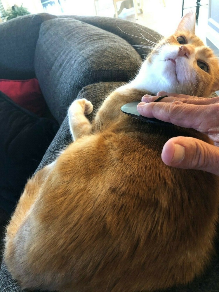 Pet Kitty-Cat Palm Brush and Massager
