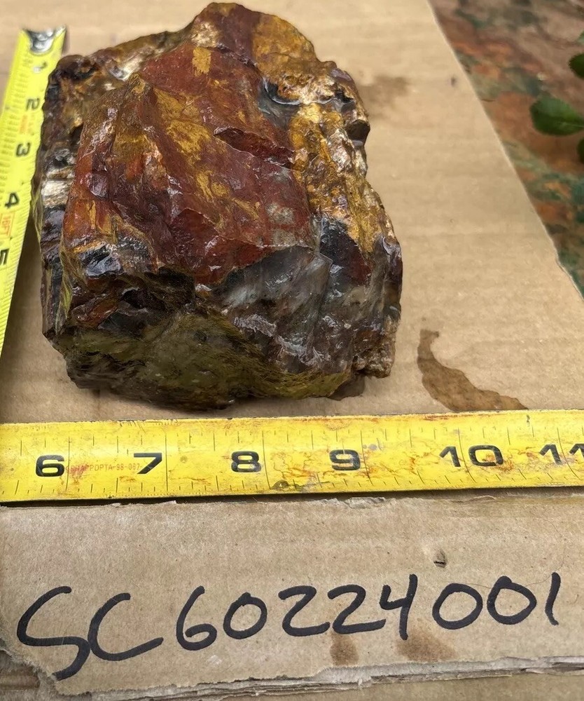 Silver Creek Junction Petrified Wood