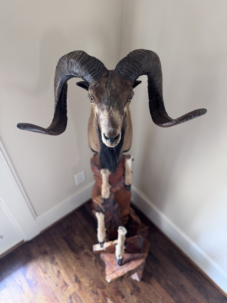 Ram Mount & leg Taxidermy