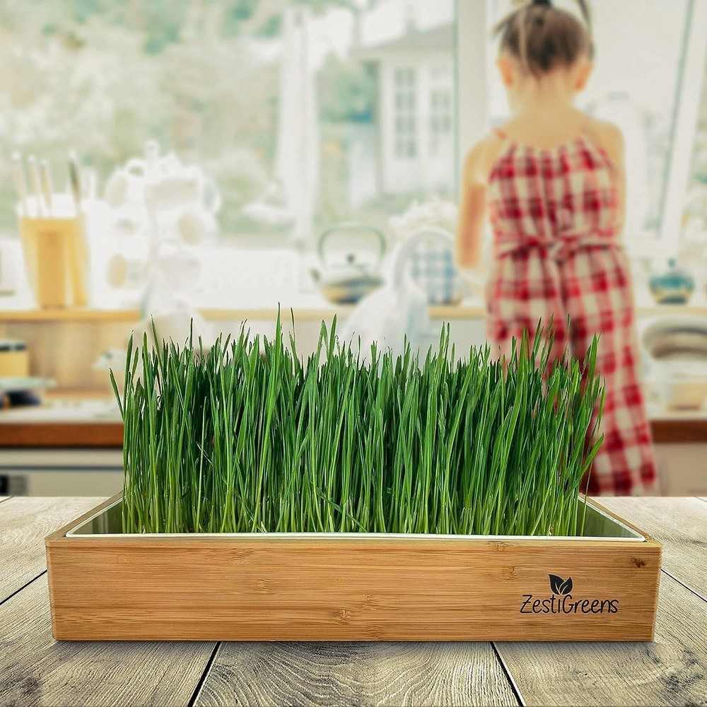 Complete Wheatgrass Growing Kit with Biodegradable Mats