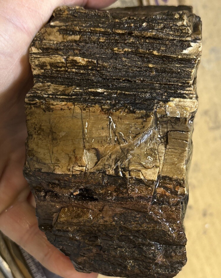 petrified wood Full Round