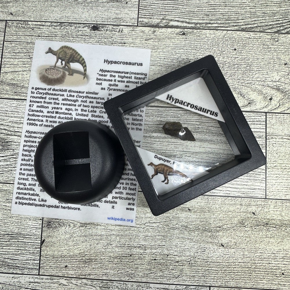 Hypacrosaurus Duckbill Extinct Dinosaur Bone Fossil with Display Case