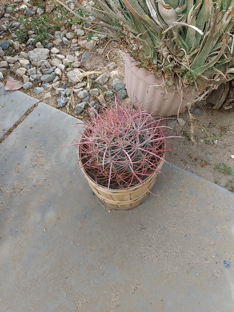 Cactus, Red barrel Long Spine , Medium