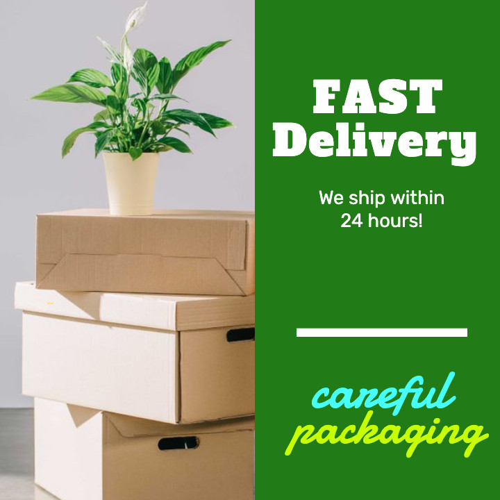 New Pkg ACE CELEBRATIONS 6 Lamp Replacement FUSES Mini Light Sets Xmas String