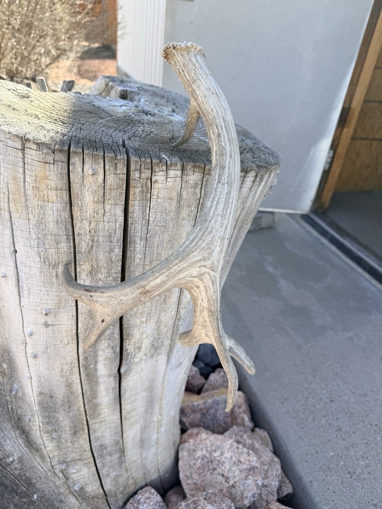 Mule Deer Shed ~ Deer Antler ~ Decor
