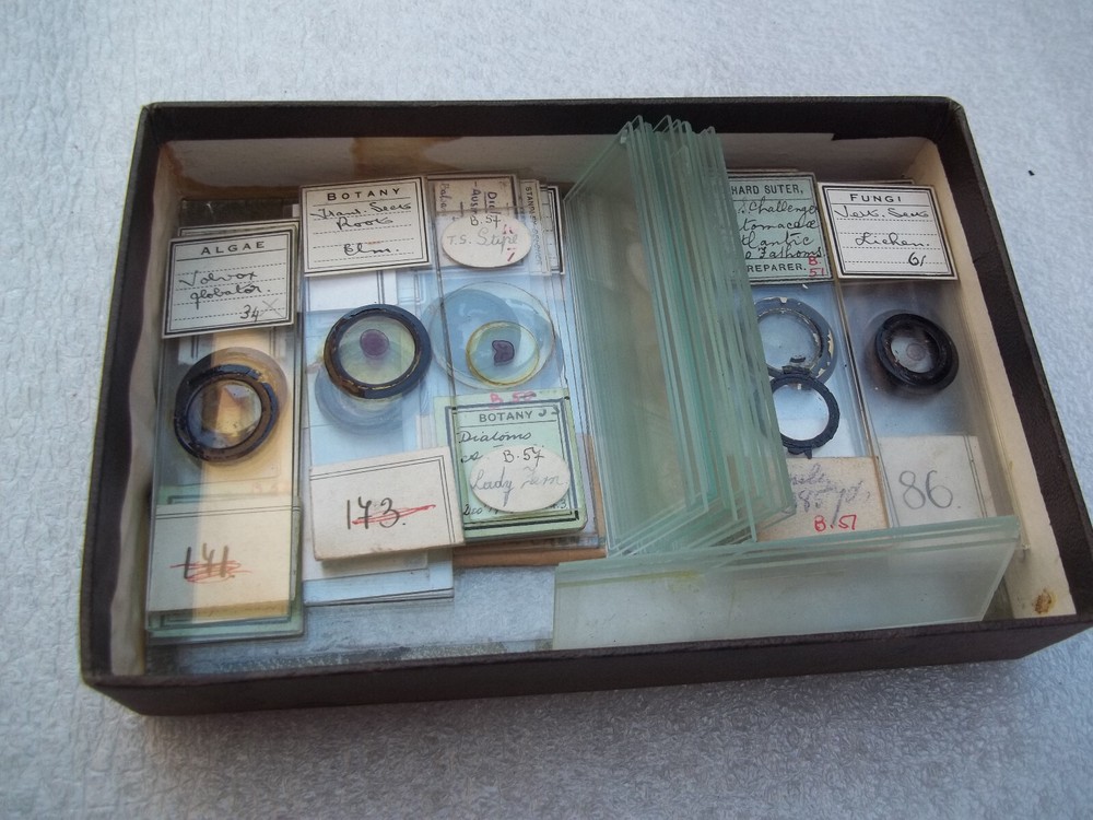 Vintage Glass Microscope Slides - As shown