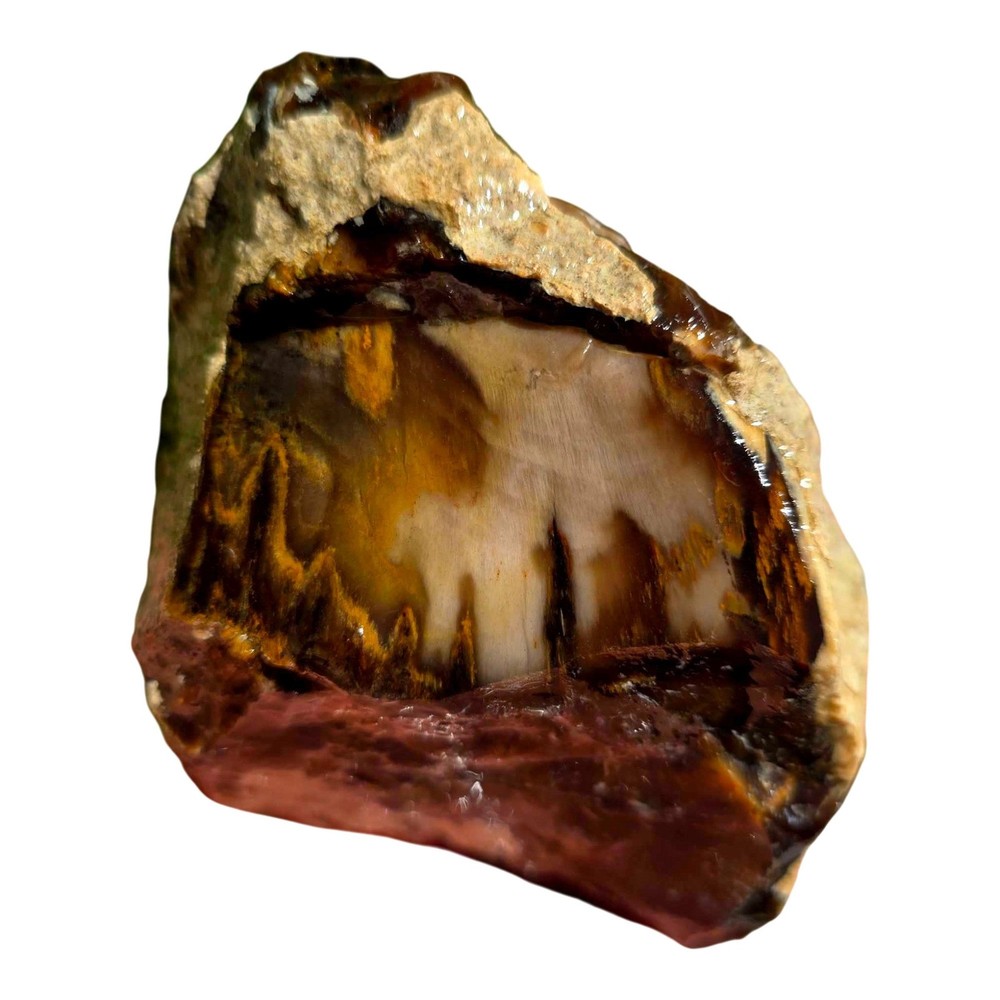 Pacific Northwest Petrified Wood Random Pull Saddle Mountain