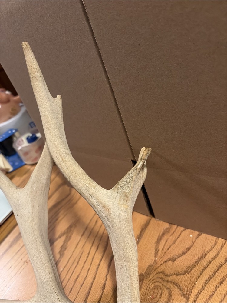 Large Antler Shed See Photos