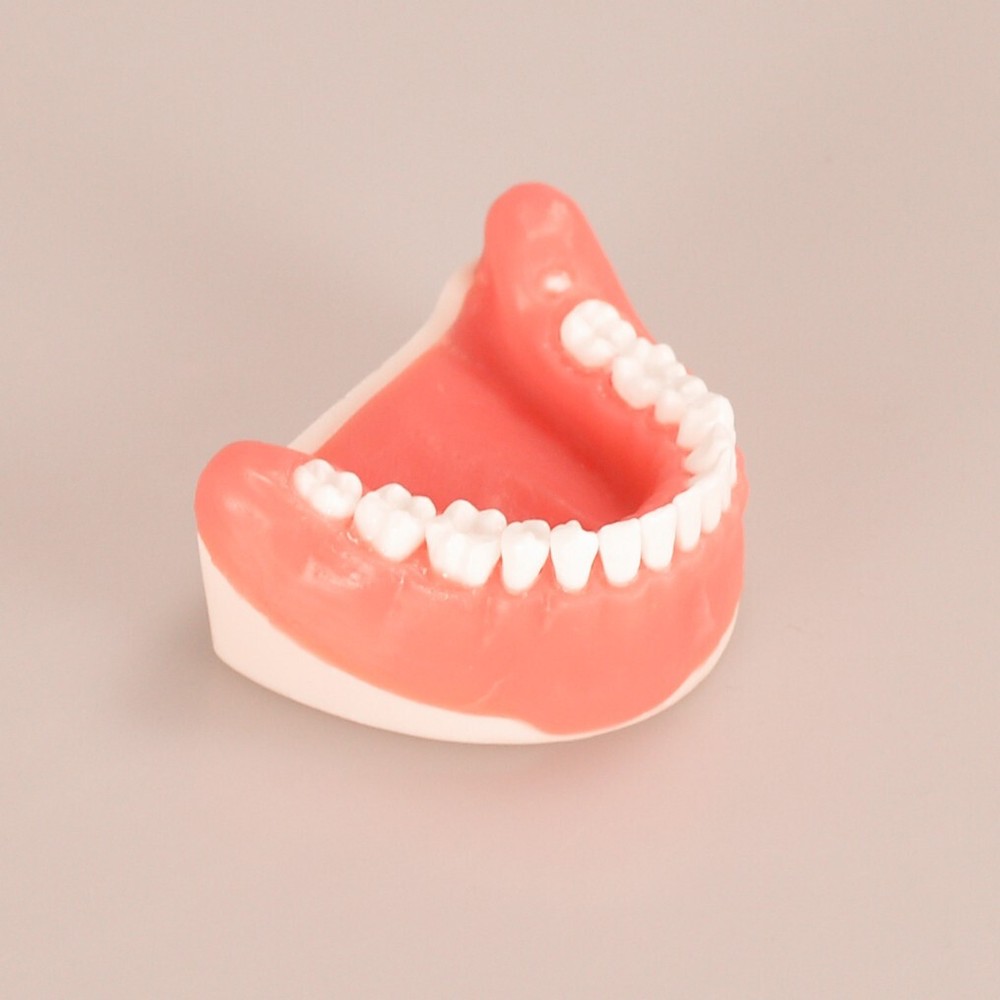 Dental Tooth Extraction Practice Model Dental Training Product Display
