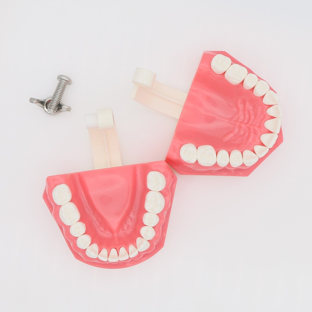 US Dental Typodont Demo Teeth Model1:1 Brushing Flossing Teaching Practice Study