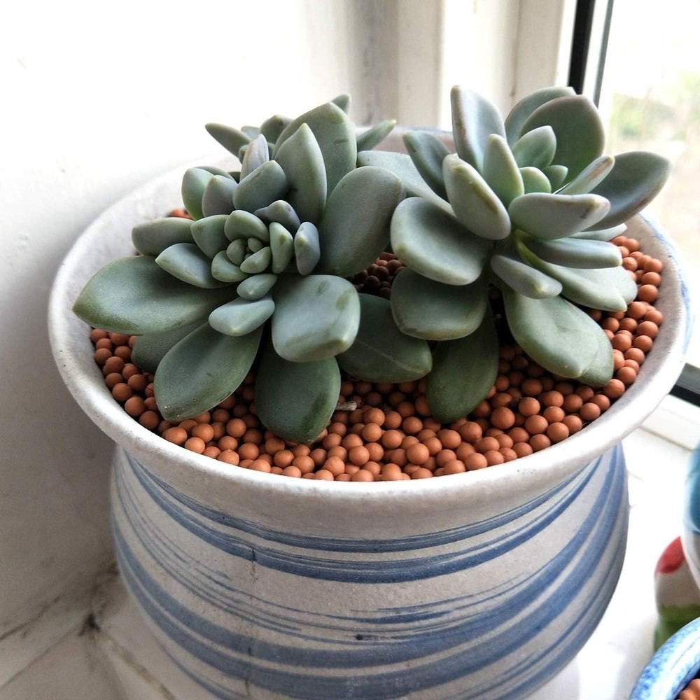 Eco-Friendly Clay Pebbles for Efficient Soil Drainage and Moisture Retention