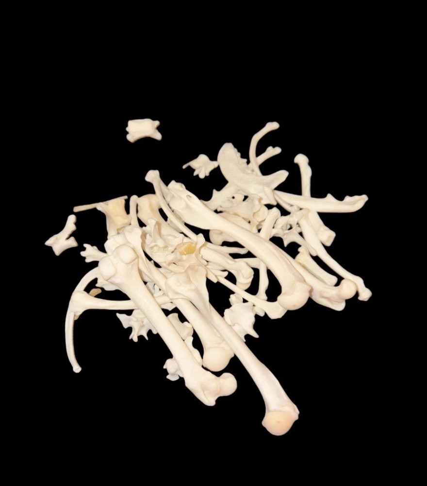 Mystery Bundle Of 5 Small Animal Bones