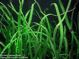 Cryptocoryne Crypt Balansae Large