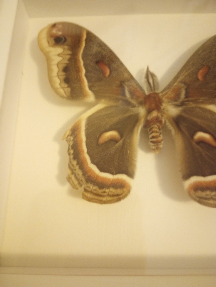 Framed Cecropia Moth Bug Under Glass