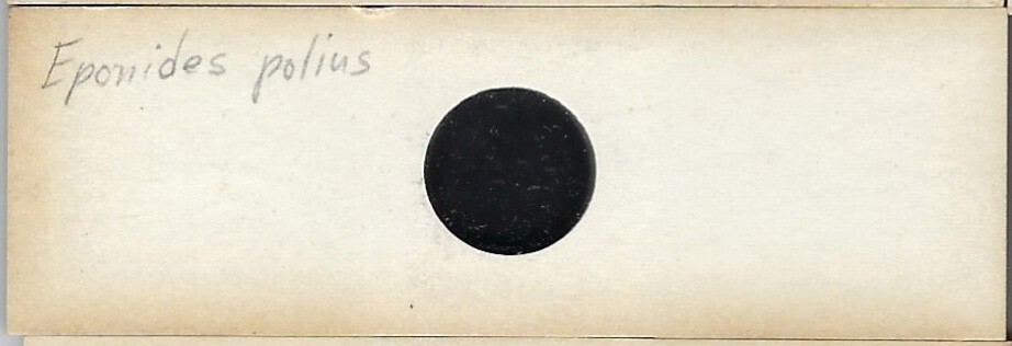 Foraminifera Eponides polius Microfossil Microscope Slide