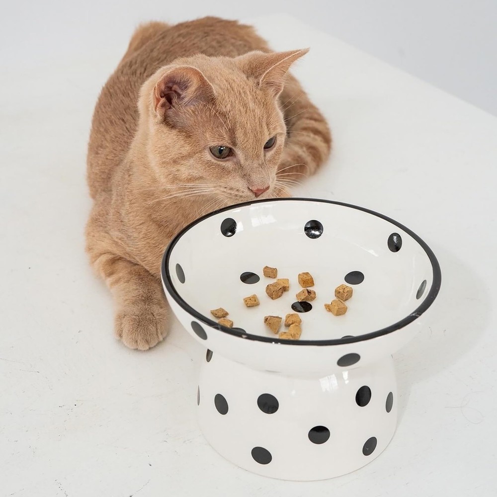 Dexypaws Elevated Ceramic Cat Bowl - White/Black Polka Dots - 8.7oz