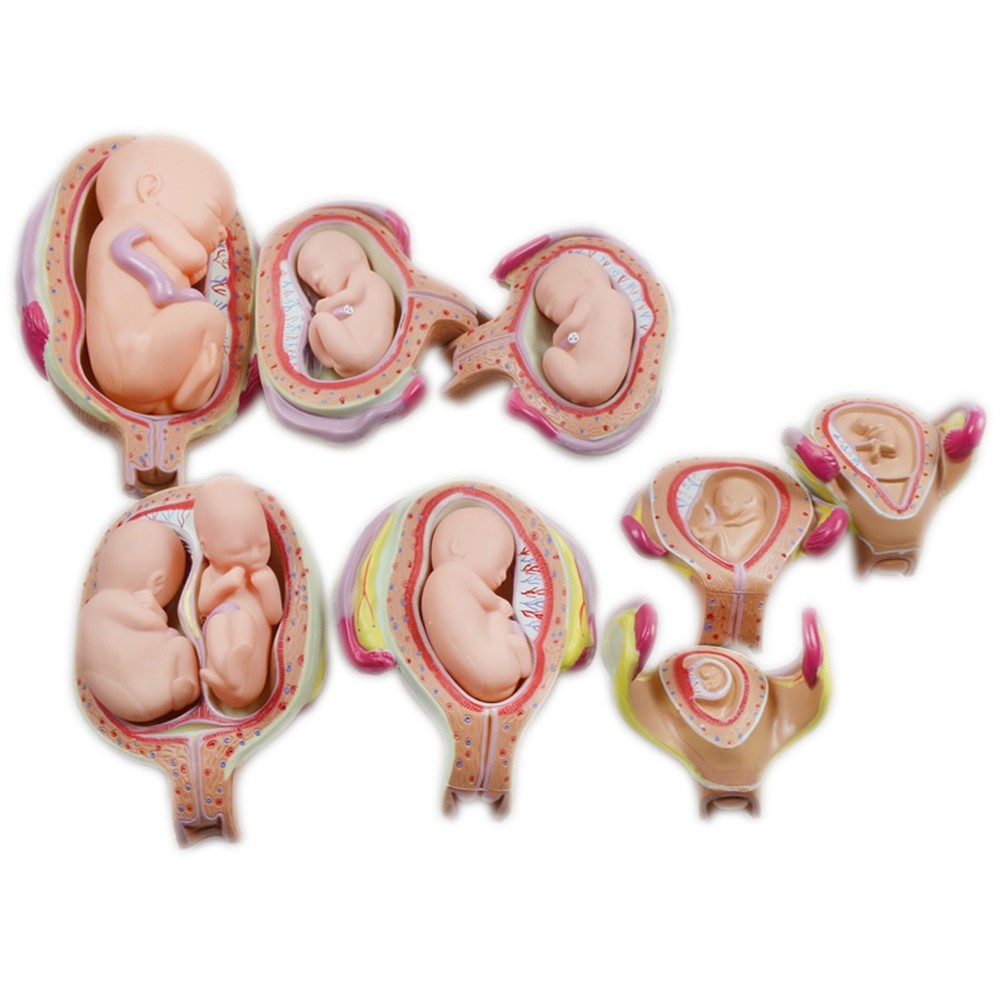 8 Pcs/set PVC Human Anatomical Embryonic Development Process Teaching Model