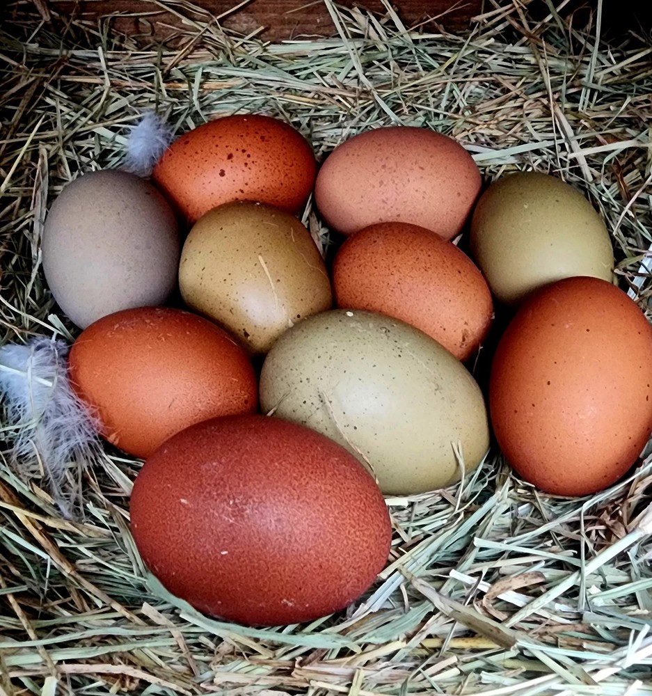 Rainbow Hatching Eggs Pure Breeds NPIP Certified 12+ Eggs