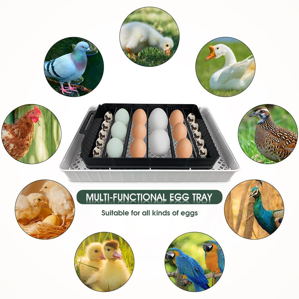 12 Egg Incubator - Automatic Egg Turner, Temperature Control, Built-In Candler,