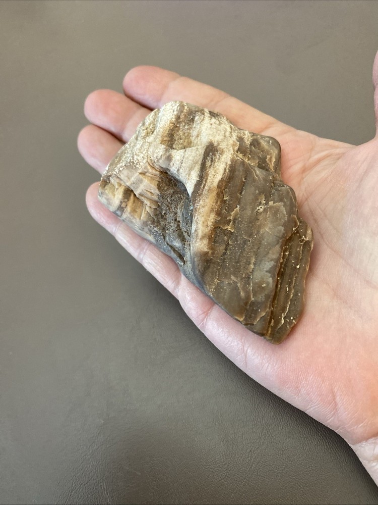 Petrified Wood