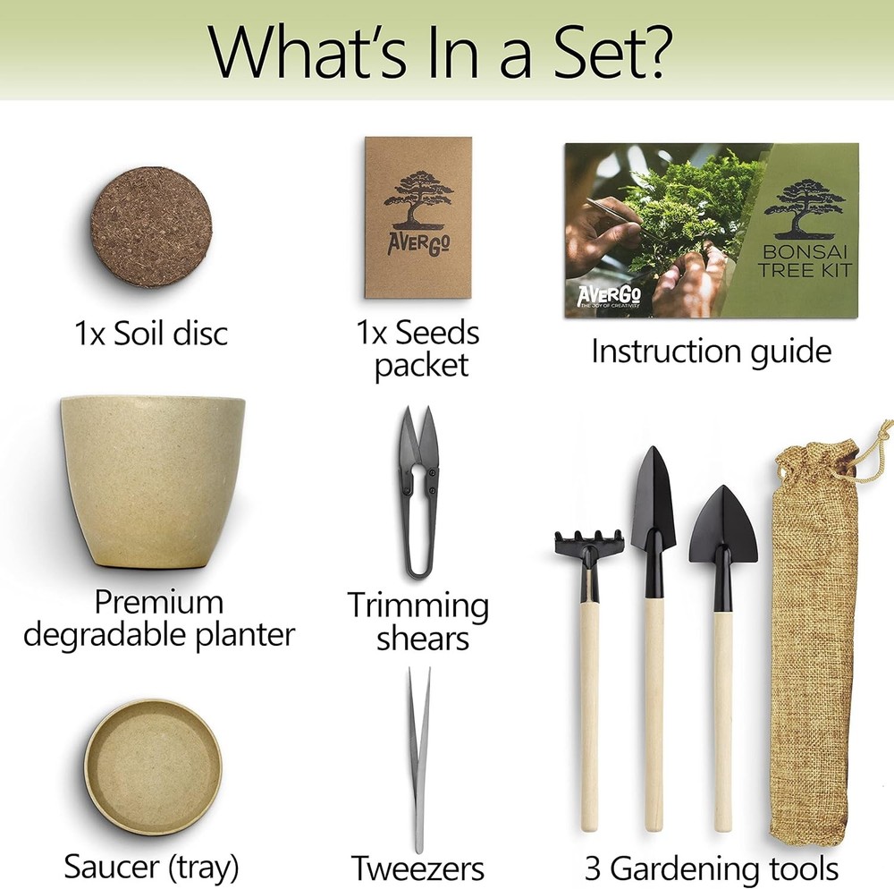 Bonsai Starter Kit – Growing Jacaranda Bonzai Tree | Complete Indoor Tree Kit