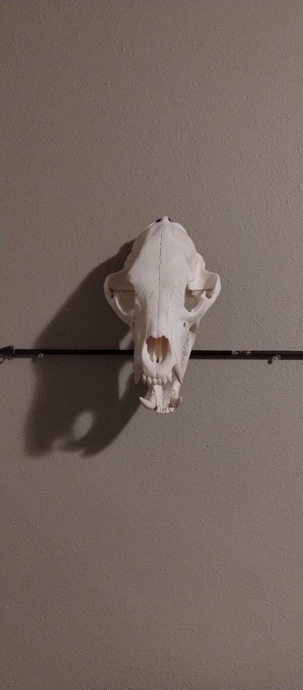 European Skull Mount Hanger Skull Hook
