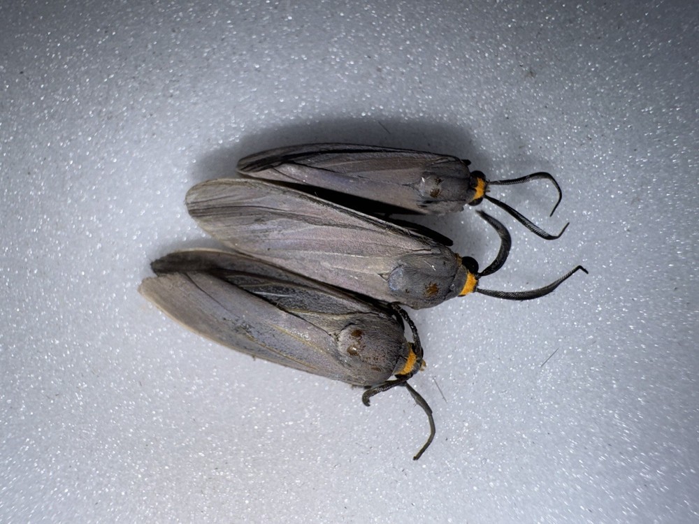 BY 3 Edwards Wasp Moths - Florida