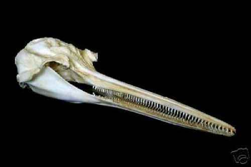 La PLata River Dolphin Skull REPLICA