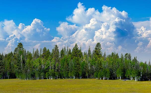 TrainJunkies Pine Forest II Model Railroad Backdrop
