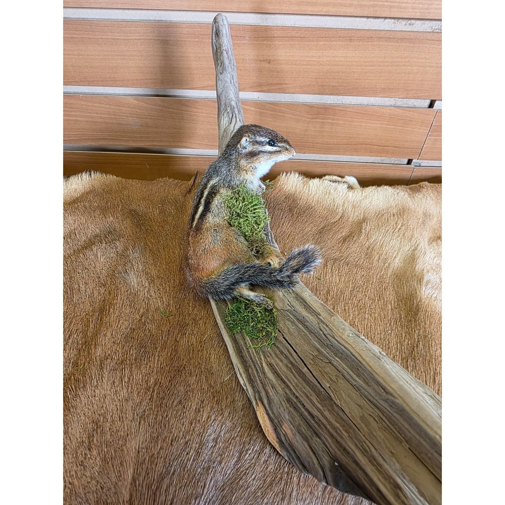 FHCK78 - Chipmunk Taxidermy Mount