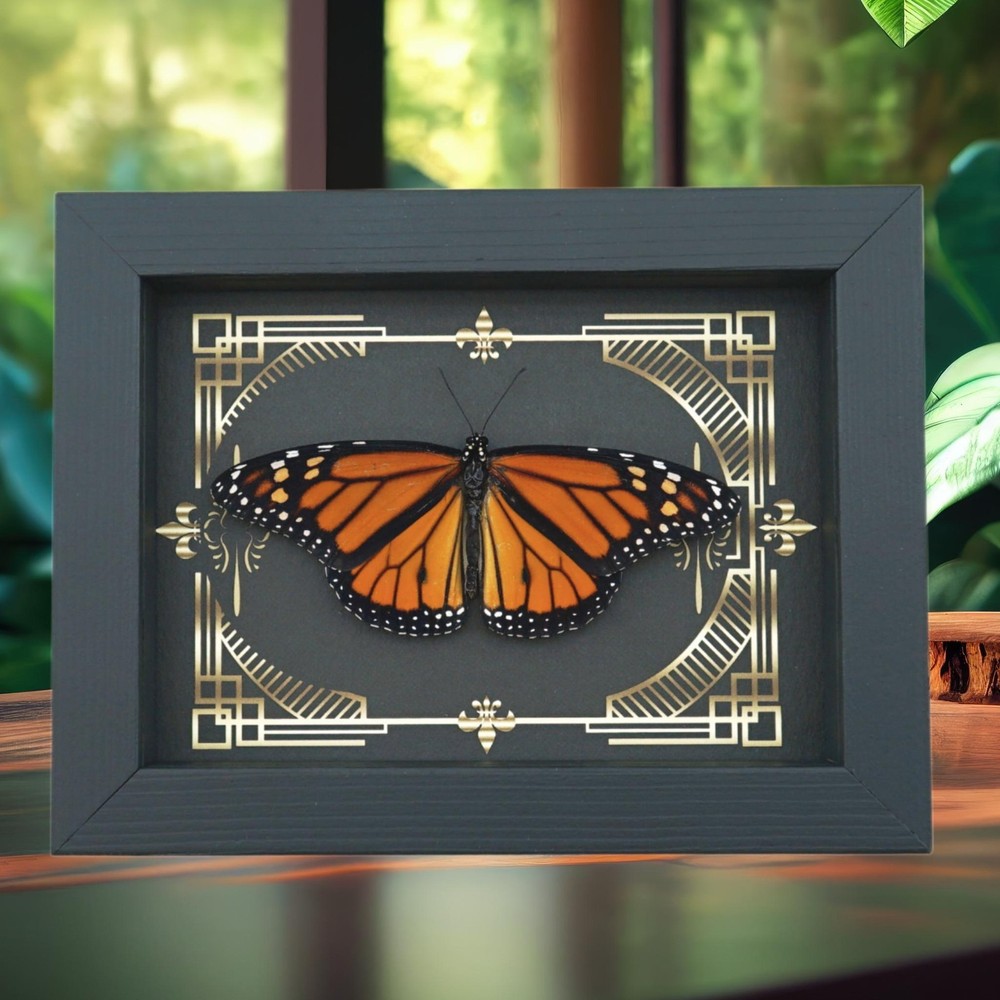 Real Framed Monarch Butterfly Gothic Scrolls Danaus plexippus Resting Display