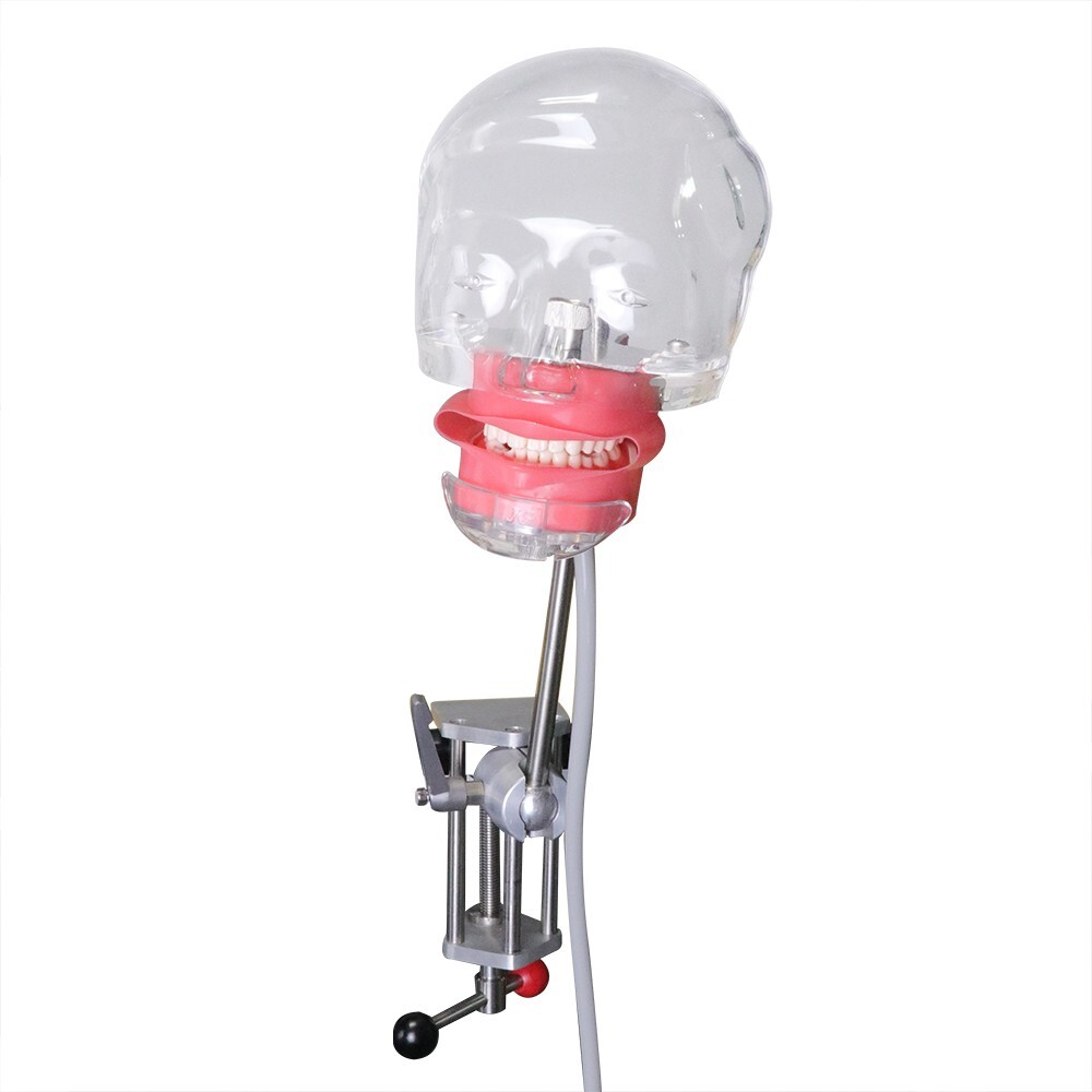 Dental Simulator Mannequin Head Teeth Model Teaching Practicing Head Mold desk