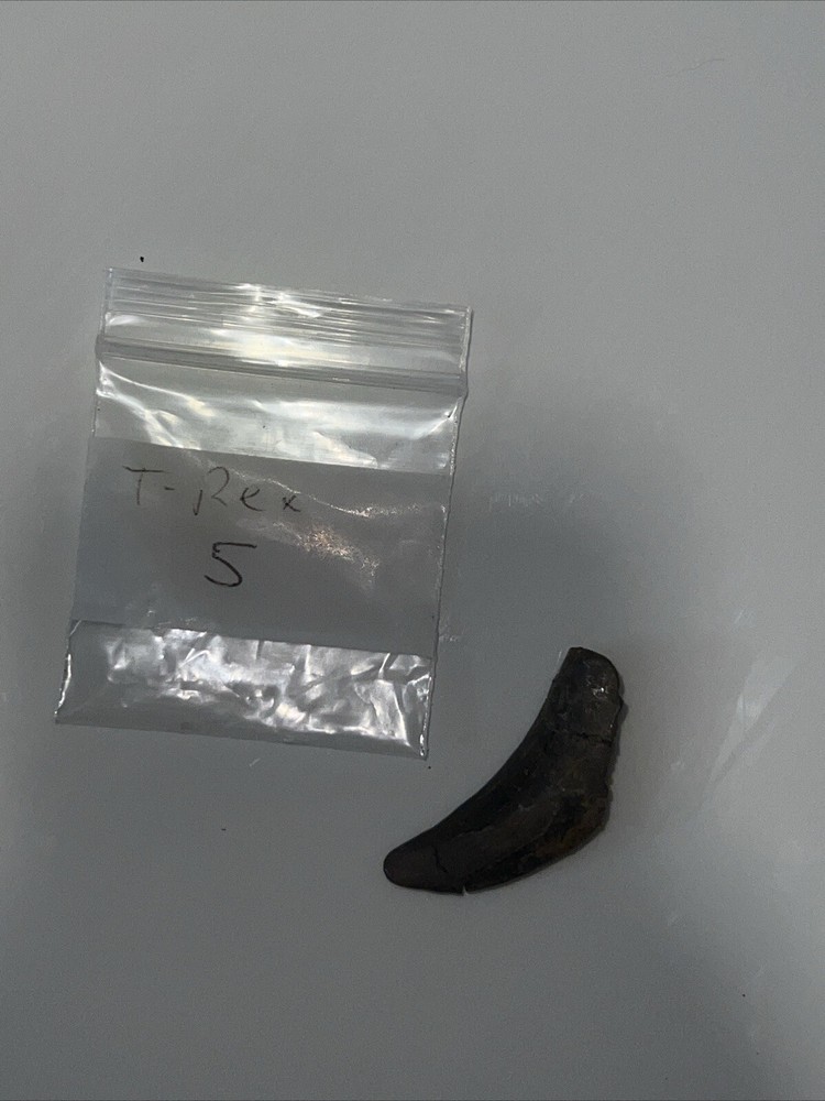T-rex tooth
