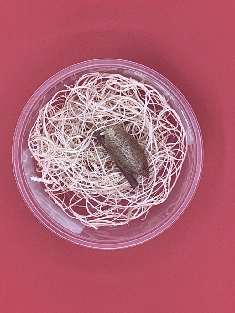 1 European Praying Mantis Egg Case