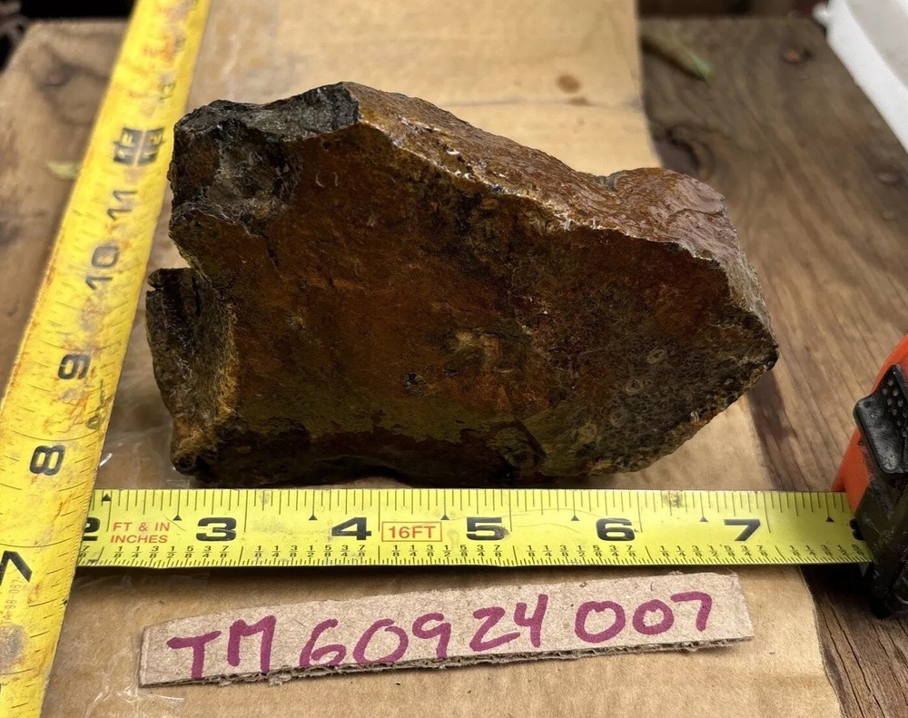 Tempskya petrified Palmwood