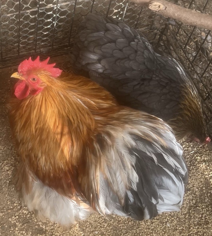 Dozen Cochin Bantam Eggs for Hatching